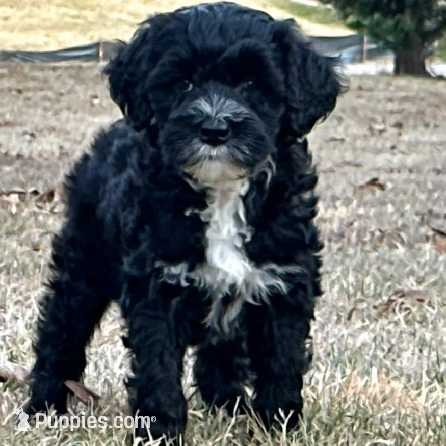 Jane-OFA&GenTestParents