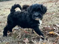 Jane-OFA&GenTestParents, a female Portuguese Water Dog for sale in Candler, NC – Photo 3 of 4