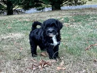 Jane-OFA&GenTestParents, a female Portuguese Water Dog for sale in Candler, NC – Photo 2 of 4