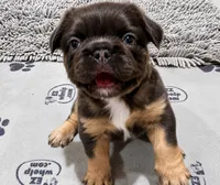 FluffyBlue&Tan, a male French Bulldog for sale in Candler, NC – 3 of 4
