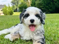 Cabana-Mini-OFA&GenTestedParents, a male Miniature Bernedoodle for sale in Candler, NC – 4 of 8