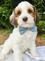 Stone-Petite/MiniOrthopedic&GeneticParents, a male Golden Mountain Doodle for sale in Candler, NC – 2 of 2