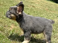 FluffyBlue&Tan, a male French Bulldog for sale in Candler, NC – 7 of 8