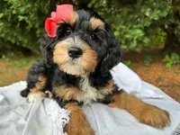 Simone-Petite/MiniOrthopedic&GeneticParents, a female Golden Mountain Doodle for sale in Candler, NC – 2 of 2