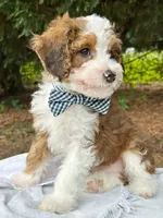 Scout-Petite/MiniOrthopedic&GeneticParents, a male Golden Mountain Doodle for sale in Candler, NC – 1 of 2
