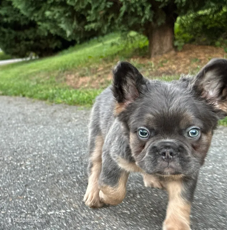FluffyBlue&Tan – French Bulldog puppy for sale in Candler, NC