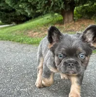 FluffyBlue&Tan, a male French Bulldog for sale in Candler, NC – 2 of 8