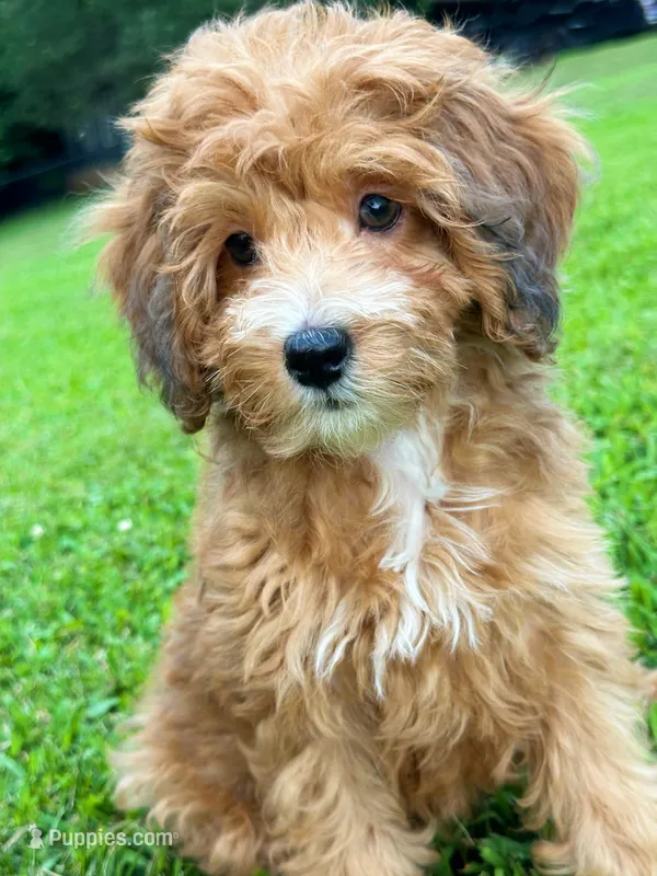 Sage-Petite/MiniOrthopedic&GeneticParents – Golden Mountain Doodle puppy for sale in Candler, NC