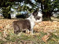 Karina-FluffyHuskyTestable, a female French Bulldog for sale in Candler, NC – Photo 6 of 8