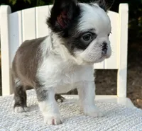 Karina-FluffyHuskyTestable, a female French Bulldog for sale in Candler, NC – Photo 1 of 8