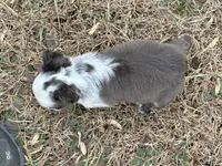 Karina-FluffyHuskyTestable, a female French Bulldog for sale in Candler, NC – Photo 7 of 8