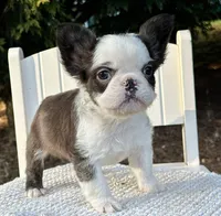 Karina-FluffyHuskyTestable, a female French Bulldog for sale in Candler, NC – Photo 2 of 8