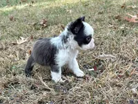 Karina-FluffyHuskyTestable, a female French Bulldog for sale in Candler, NC – Photo 8 of 8