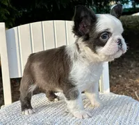 Karina-FluffyHuskyTestable, a female French Bulldog for sale in Candler, NC – Photo 3 of 8