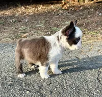 Karina-FluffyHuskyTestable, a female French Bulldog for sale in Candler, NC – Photo 5 of 8