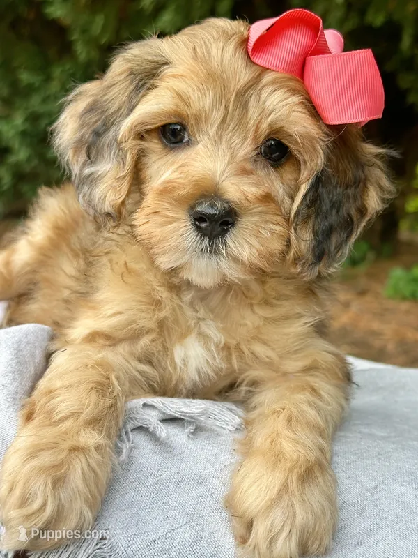 Sophia-Petite/MiniOrthopedic&GeneticParents – Golden Mountain Doodle puppy for sale in Candler, NC