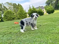 Cabana-Mini-OFA&GenTestedParents, a male Miniature Bernedoodle for sale in Candler, NC – 3 of 8