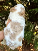 Stella-OFAparents, a female Miniature Goldendoodle for sale in Candler, NC – Photo 5 of 5