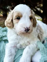 Stella-OFAparents, a female Miniature Goldendoodle for sale in Candler, NC – Photo 3 of 5