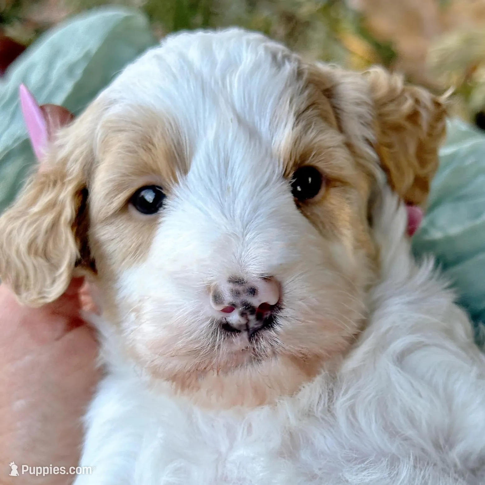 Stella-OFAparents – Miniature Goldendoodle puppy for sale in Candler, NC