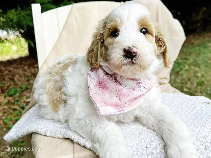 Stella-OFAparents – Miniature Goldendoodle puppy for sale in Candler, NC