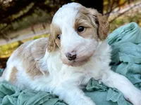 Stella-OFAparents, a female Miniature Goldendoodle for sale in Candler, NC – Photo 4 of 5