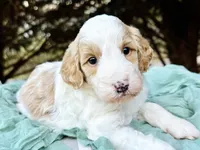 Stella-OFAparents, a female Miniature Goldendoodle for sale in Candler, NC – Photo 2 of 5