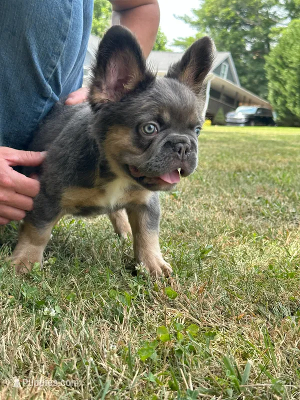 FluffyBlue&Tan – French Bulldog puppy for sale in Candler, NC