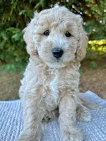 Milo-Mini/Petite-OFA&geneticparents, a male Miniature Goldendoodle for sale in Candler, NC – 1 of 1