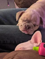 processed/805e907f-8eee-4ed5-a4f3-1e0308fcba42/listing/1ff490b3-2c3d-40ab-95d1-3ac34915ba22/c597e469-5dab-425e-8de5-e1e29e4a2206