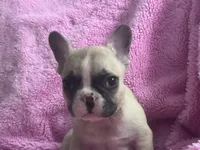 Gigi, a female French Bulldog for sale in Atlanta, GA – Photo 2 of 2