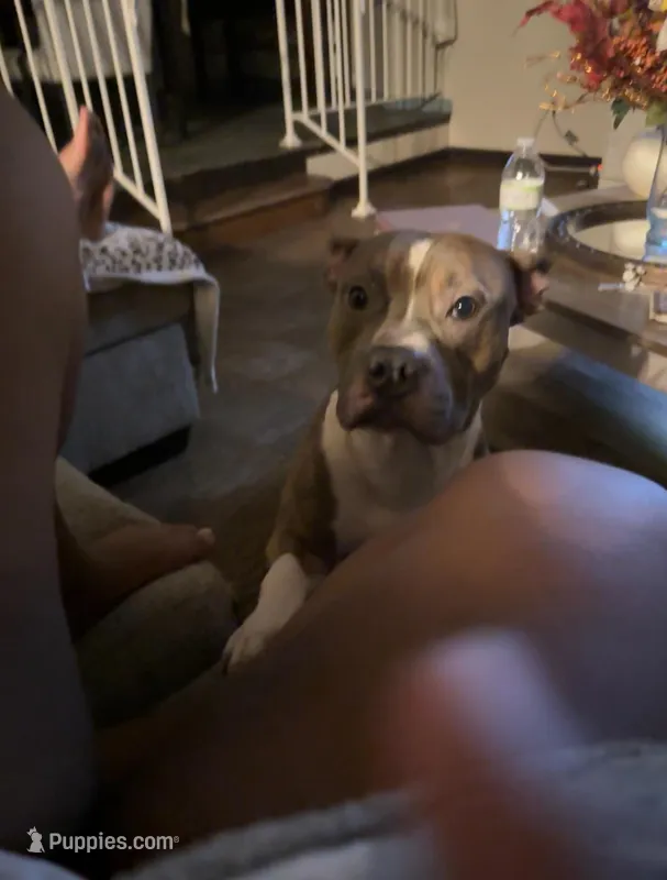 Prince  – American Pit Bull Terrier puppy for sale in Vineland, NJ