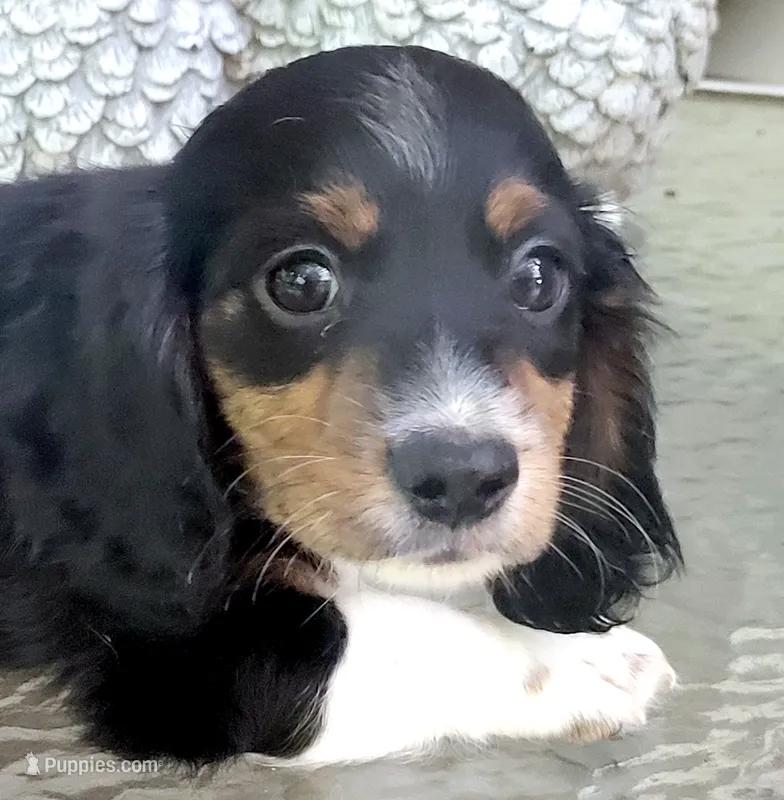 Taylor – Miniature Dachshund puppy for sale in Candler, NC
