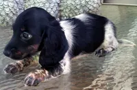 Bonnie, a female Miniature Dachshund for sale in Candler, NC – 3 of 5
