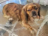 Jewell, a female Pekingese and Miniature Dachshund for sale in Candler, NC – 3 of 4