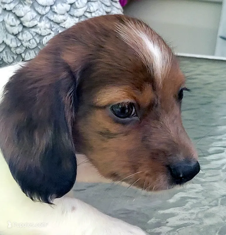Dooley – Miniature Dachshund puppy for sale in Candler, NC