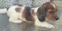 Dooley, a male Miniature Dachshund for sale in Candler, NC – 3 of 5