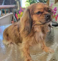 Jewell, a female Pekingese and Miniature Dachshund for sale in Candler, NC – 4 of 4
