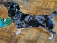 Spencer, a male Miniature Dachshund for sale in Candler, NC – 5 of 5
