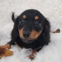 Hope, a female Miniature Dachshund for sale in Candler, NC – 1 of 4