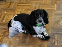 Spencer, a male Miniature Dachshund for sale in Candler, NC – 4 of 5