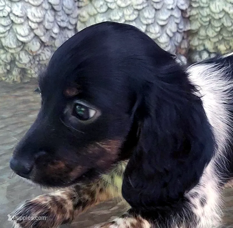 Bonnie – Miniature Dachshund puppy on hold in Candler, NC