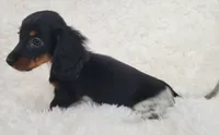 Grace, a female Miniature Dachshund for sale in Candler, NC – 3 of 5