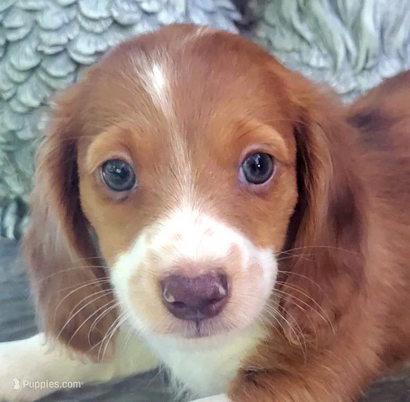 Spencer – Miniature Dachshund puppy for sale in Candler, NC