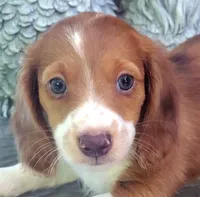 Spencer, a male Miniature Dachshund for sale in Candler, NC – 1 of 5