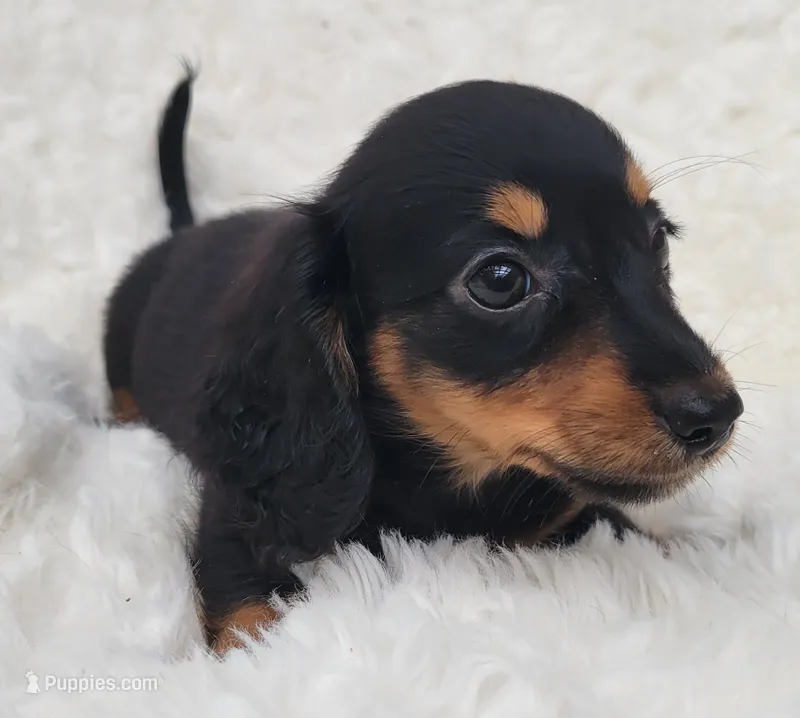 Bryce – Miniature Dachshund puppy for sale in Candler, NC