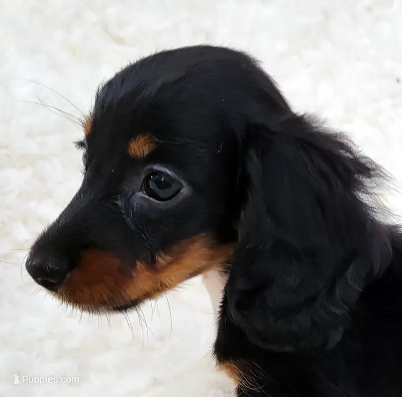 Grace – Miniature Dachshund puppy on hold in Candler, NC