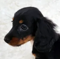 Grace, a female Miniature Dachshund for sale in Candler, NC – 1 of 5