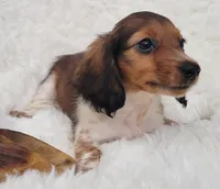 Joy, a female Miniature Dachshund for sale in Candler, NC – 2 of 4