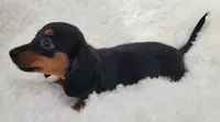 Hope, a female Miniature Dachshund for sale in Candler, NC – 2 of 4